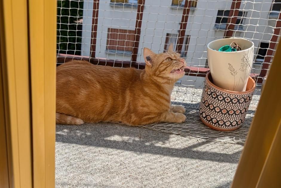 Vermisstmeldung Katze  Weiblich , 4 jahre Le Pré-Saint-Gervais Frankreich