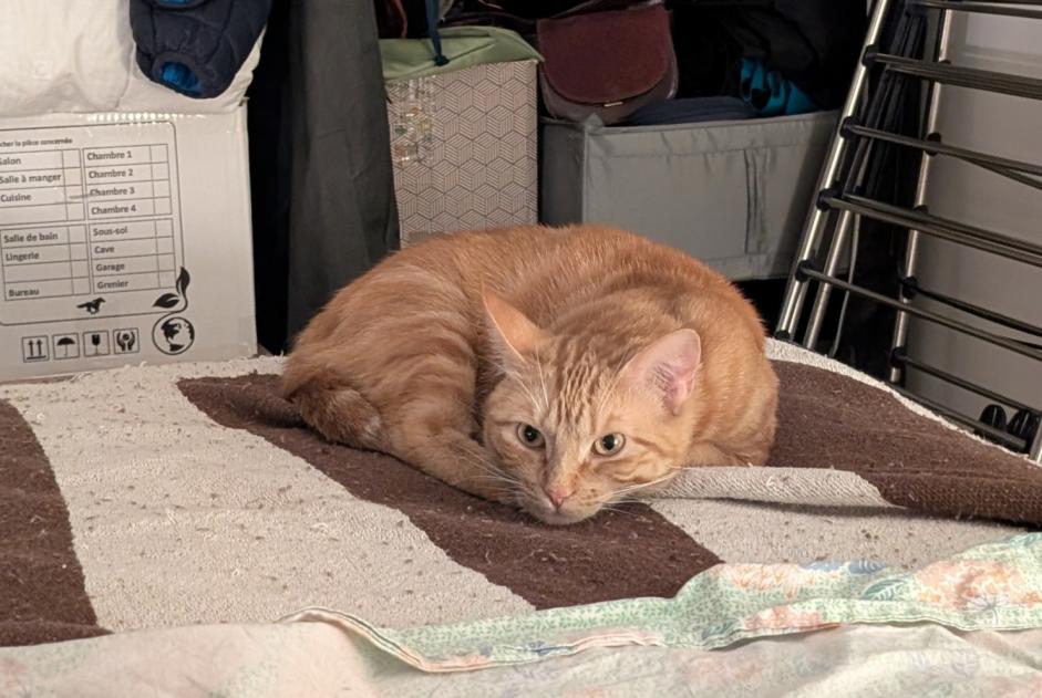Vermisstmeldung Katze  Weiblich , 4 jahre Le Pré-Saint-Gervais Frankreich