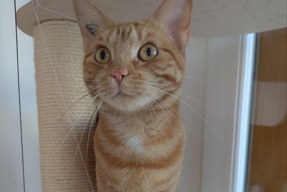 Vermisstmeldung Katze  Weiblich , 4 jahre Le Pré-Saint-Gervais Frankreich