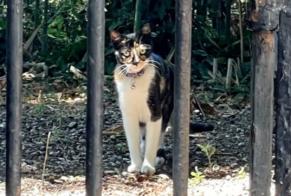Fundmeldung Katze rassenmischung  Weiblich Castres Frankreich
