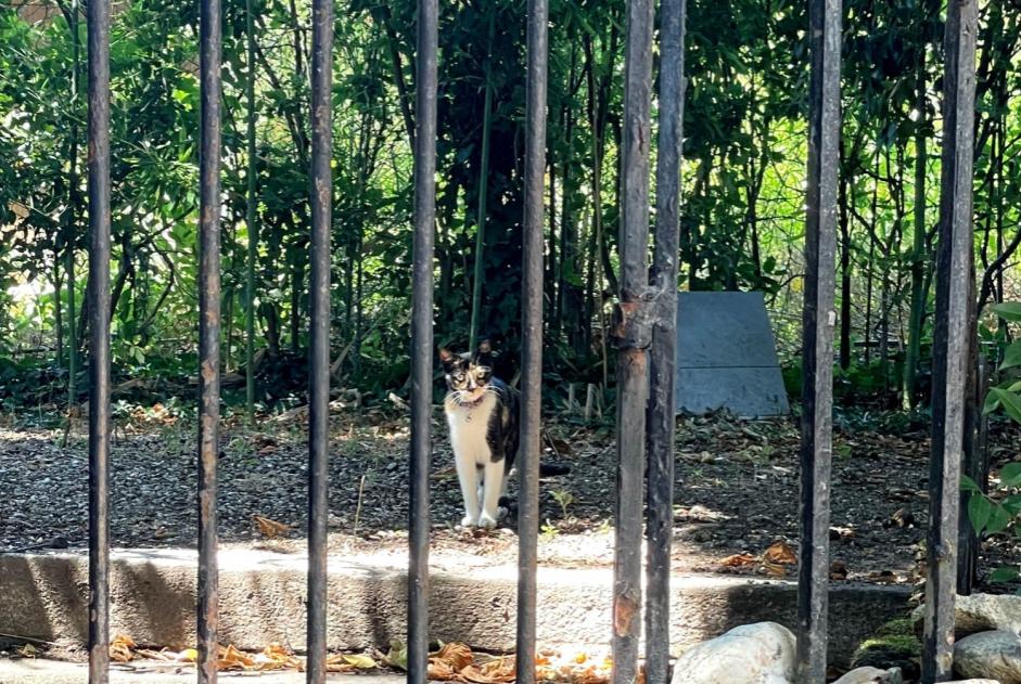 Fundmeldung Katze rassenmischung  Weiblich Castres Frankreich