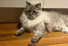 Vermisstmeldung Katze  Männliche , 1 jahre Saint-Genis-Pouilly Frankreich