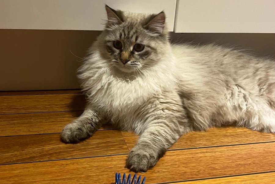 Vermisstmeldung Katze  Männliche , 1 jahre Saint-Genis-Pouilly Frankreich