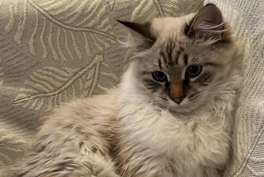 Vermisstmeldung Katze  Männliche , 1 jahre Saint-Genis-Pouilly Frankreich