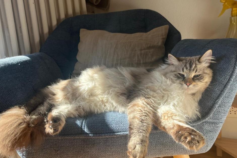 Vermisstmeldung Katze  Männliche , 1 jahre Saint-Genis-Pouilly Frankreich