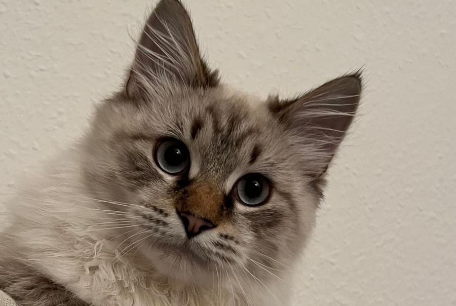 Vermisstmeldung Katze  Männliche , 1 jahre Saint-Genis-Pouilly Frankreich