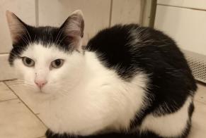 Vermisstmeldung Katze Männliche , 7 jahre Haveluy Frankreich
