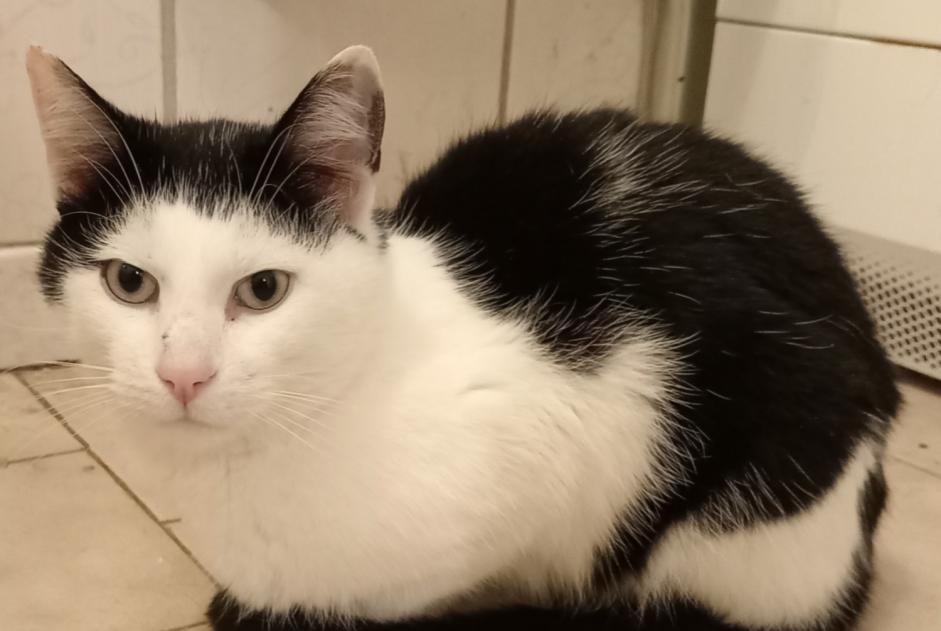 Vermisstmeldung Katze Männliche , 7 jahre Haveluy Frankreich