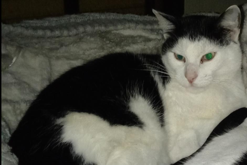 Vermisstmeldung Katze Männliche , 7 jahre Haveluy Frankreich