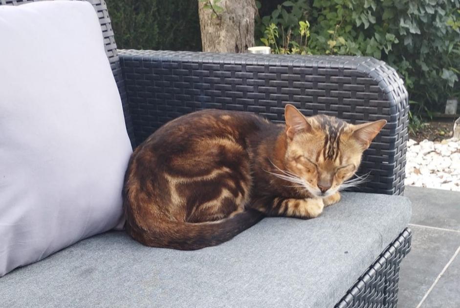 Vermisstmeldung Katze  Männliche , 5 jahre Mouy Frankreich