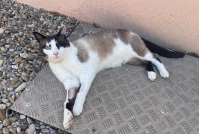Vermisstmeldung Katze rassenmischung  Männliche , 5 jahre Vernègues Frankreich