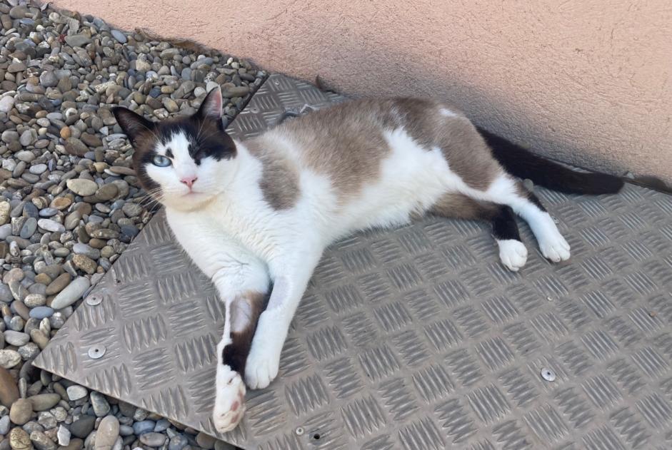 Vermisstmeldung Katze rassenmischung  Männliche , 5 jahre Vernègues Frankreich