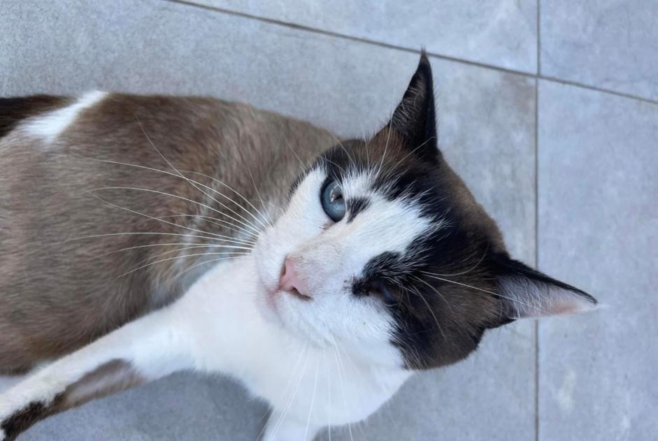 Vermisstmeldung Katze rassenmischung  Männliche , 5 jahre Vernègues Frankreich