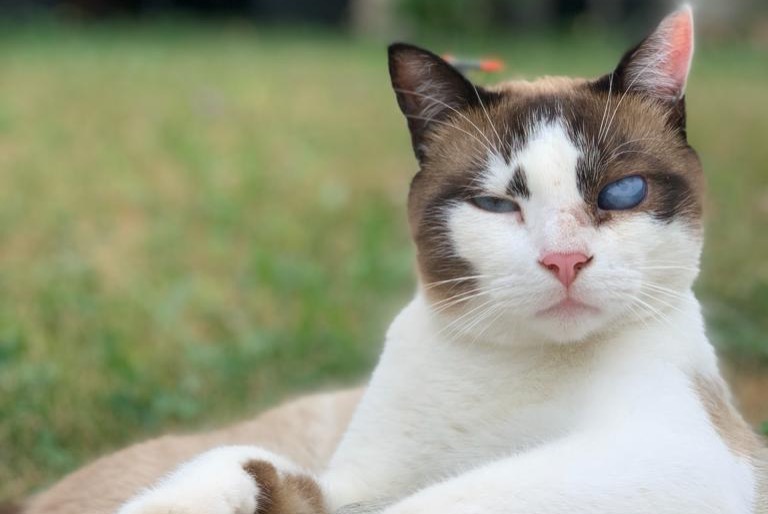 Vermisstmeldung Katze rassenmischung  Männliche , 5 jahre Vernègues Frankreich