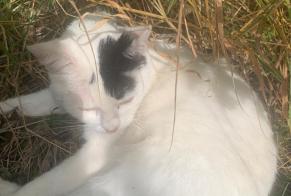 Fundmeldung Katze Männliche Richemont Frankreich