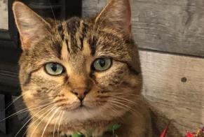 Vermisstmeldung Katze Weiblich , 10 jahre Montrieux-en-Sologne Frankreich