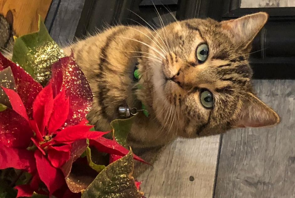 Vermisstmeldung Katze Weiblich , 10 jahre Montrieux-en-Sologne Frankreich