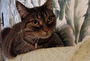 Vermisstmeldung Katze Männliche , 14 jahre Guéhenno Frankreich