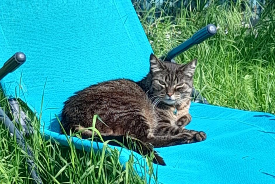Vermisstmeldung Katze Männliche , 14 jahre Guéhenno Frankreich