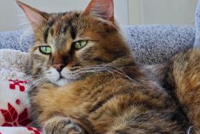 Vermisstmeldung Katze Weiblich , 2 jahre La Bâtie-Neuve Frankreich