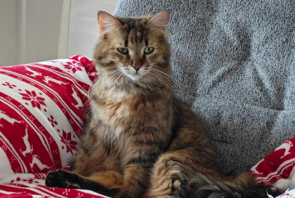 Vermisstmeldung Katze Weiblich , 2 jahre La Bâtie-Neuve Frankreich