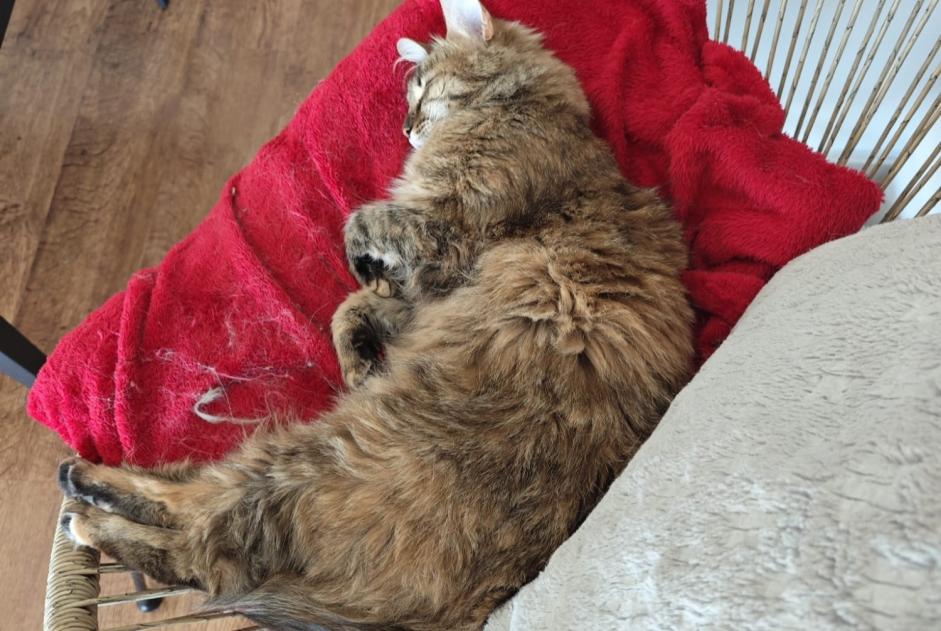 Vermisstmeldung Katze Weiblich , 2 jahre La Bâtie-Neuve Frankreich