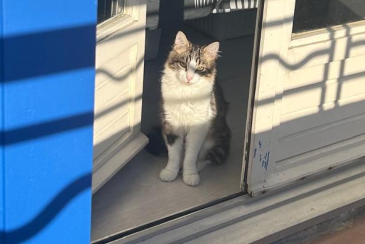 Vermisstmeldung Katze Weiblich , 1 jahre Uchaud Frankreich