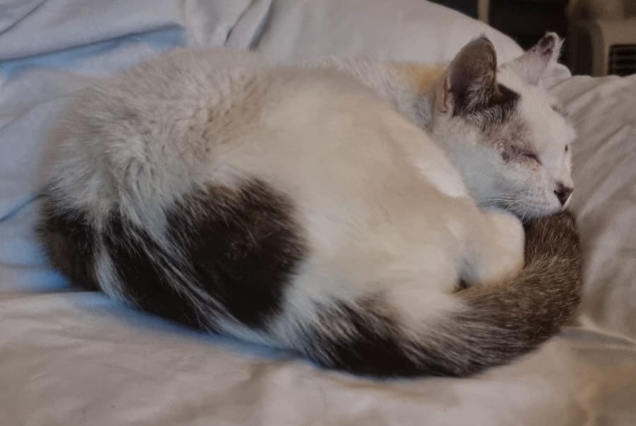 Vermisstmeldung Katze rassenmischung  Männliche , 12 jahre Poitiers Frankreich