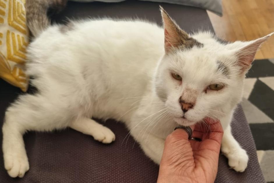 Vermisstmeldung Katze rassenmischung  Männliche , 12 jahre Poitiers Frankreich