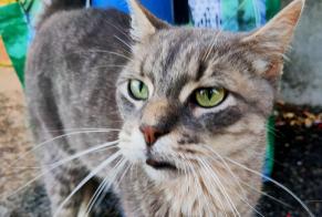 Fundmeldung Katze Unbekannt Saint-Fargeau-Ponthierry Frankreich