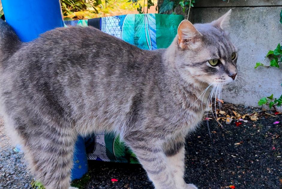 Fundmeldung Katze Unbekannt Saint-Fargeau-Ponthierry Frankreich