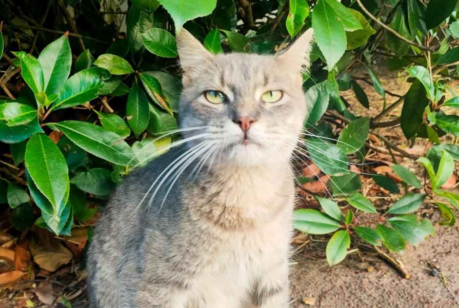 Fundmeldung Katze Unbekannt Saint-Fargeau-Ponthierry Frankreich