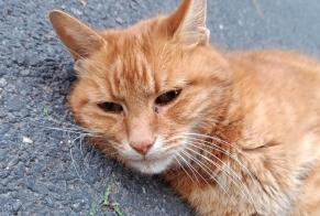 Fundmeldung Katze Männliche Draveil Frankreich