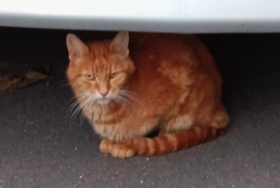 Fundmeldung Katze Männliche Draveil Frankreich