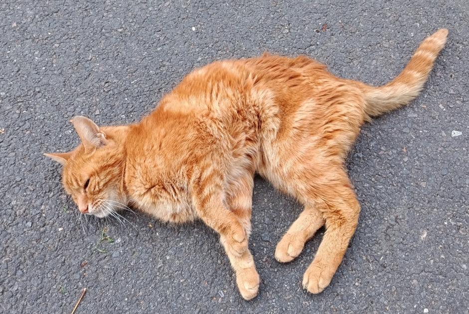 Fundmeldung Katze Männliche Draveil Frankreich