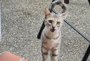 Fundmeldung Katze Unbekannt La Turbie Frankreich