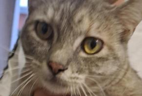 Fundmeldung Katze Weiblich Saint-Louis Frankreich