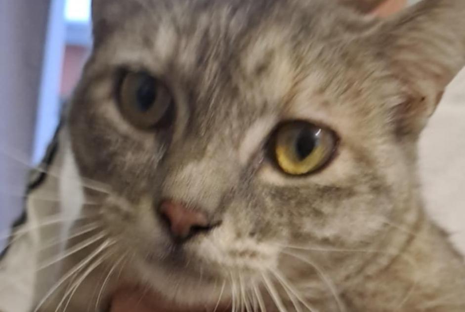 Fundmeldung Katze Weiblich Saint-Louis Frankreich