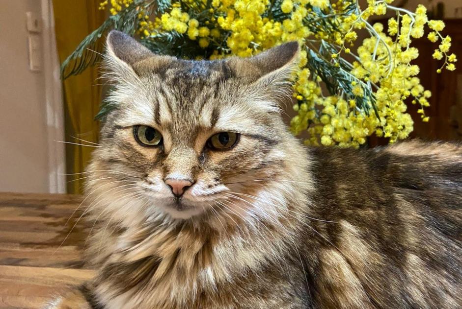 Vermisstmeldung Katze rassenmischung  Männliche , 6 jahre Capdenac-Gare Frankreich