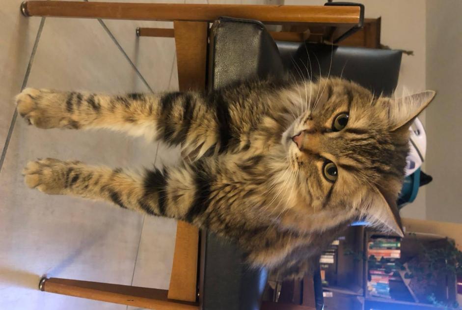 Vermisstmeldung Katze rassenmischung  Männliche , 6 jahre Capdenac-Gare Frankreich