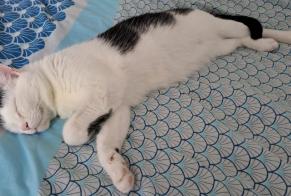 Vermisstmeldung Katze  Weiblich , 5 jahre Clichy Frankreich