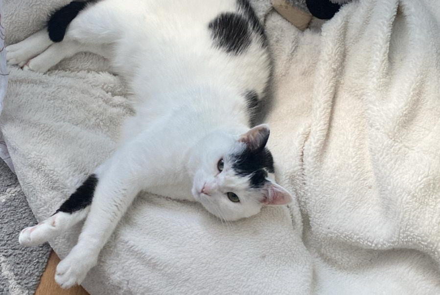 Vermisstmeldung Katze  Weiblich , 5 jahre Clichy Frankreich