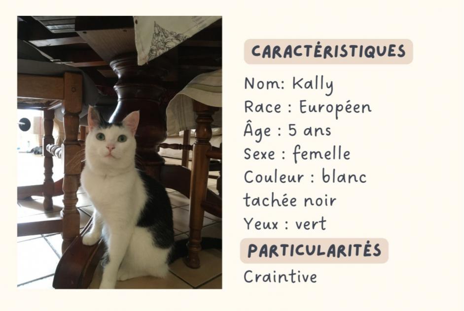Vermisstmeldung Katze  Weiblich , 5 jahre Clichy Frankreich