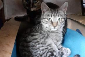 Vermisstmeldung Katze Männliche , 3 jahre Messanges Frankreich