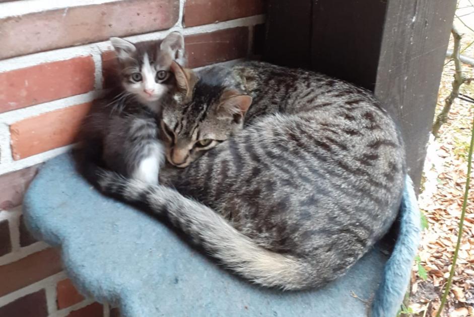 Vermisstmeldung Katze Männliche , 3 jahre Messanges Frankreich