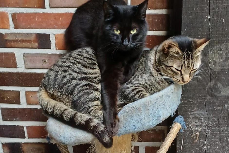 Vermisstmeldung Katze Männliche , 3 jahre Messanges Frankreich