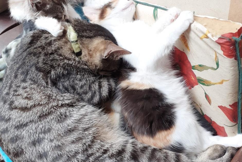 Vermisstmeldung Katze Männliche , 3 jahre Messanges Frankreich