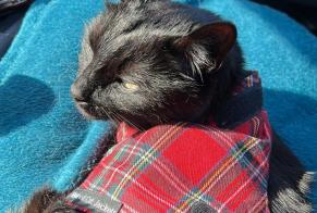 Vermisstmeldung Katze Männliche , 6 jahre Les Mathes Frankreich