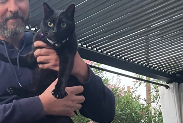 Vermisstmeldung Katze Männliche , 6 jahre Les Mathes Frankreich