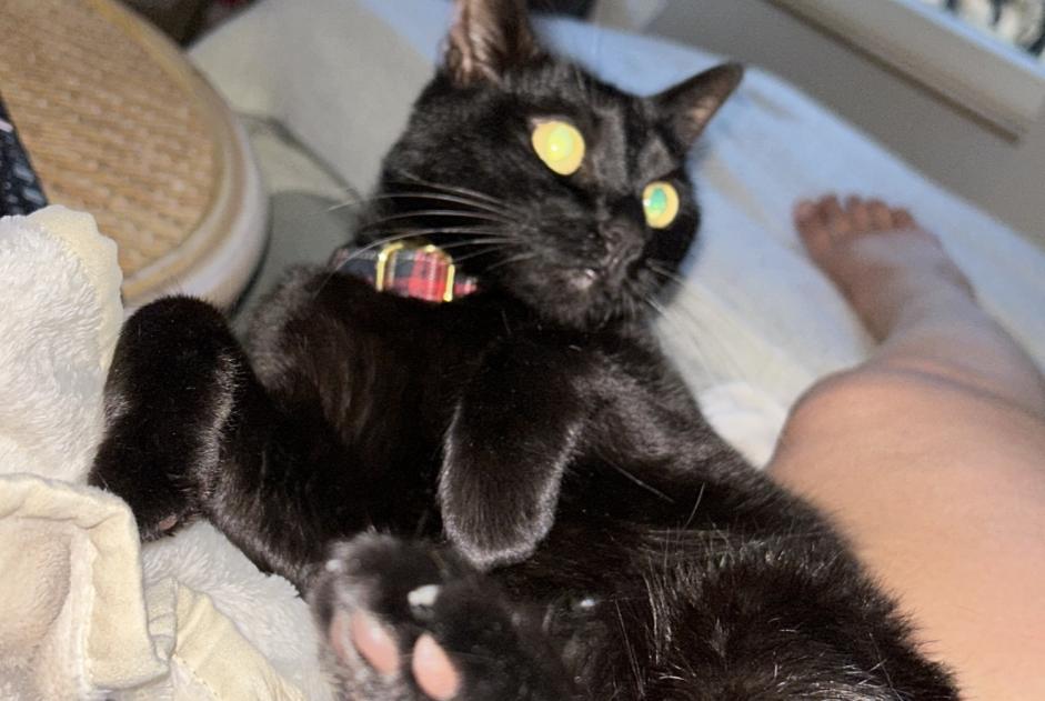 Vermisstmeldung Katze Männliche , 6 jahre Les Mathes Frankreich